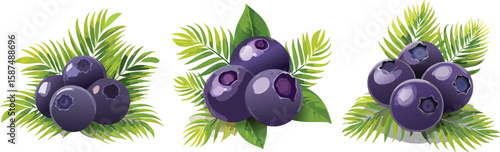 Dark Acai, Energy Boosting Berry