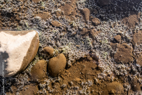 A Shallow Muddy Riverbed Speckled with Tiny Bubbles