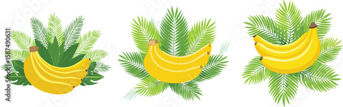 Tropical Bananas, Everyday Fuel