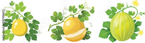 Cool Honeydew, Perfect for Summer