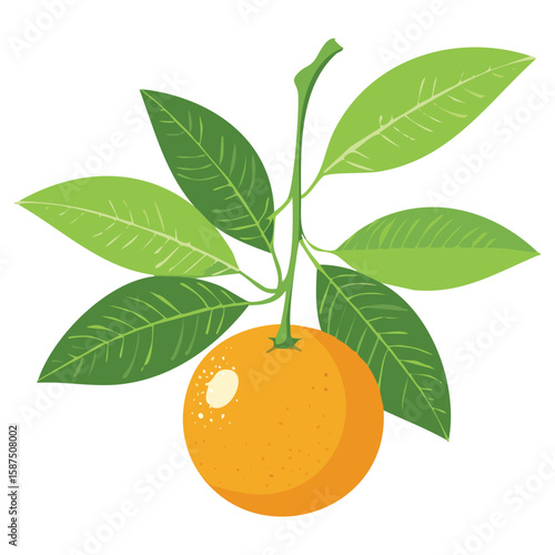 Healthy Mandarins, Perfect Snack