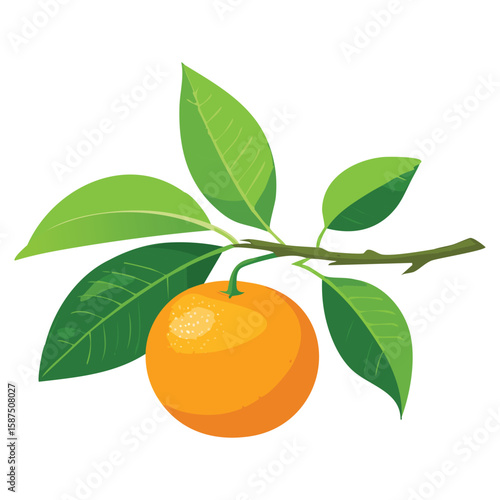 Sweet Mandarins, Easy Peel Citrus