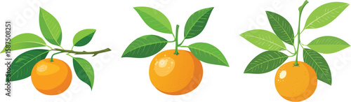 Organic Mandarins, Vibrant & Delicious