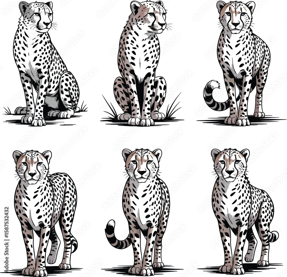 Obraz premium A striking black and white illustration of a leopard walking forward