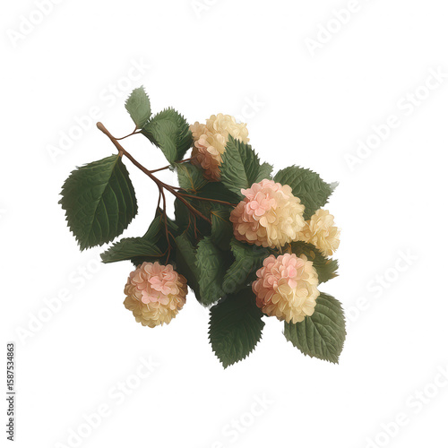 A cluster of delicate pink and cream flowers on a green stem, set against a white isolated background, ideal for floral design or botanical themes.