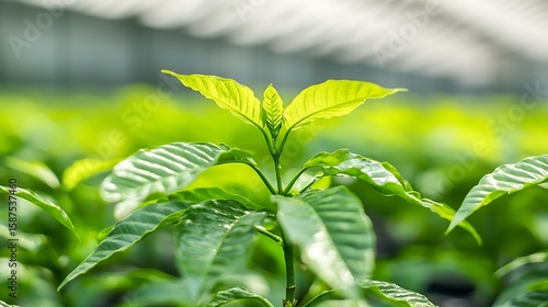 Vibrant green coffee plant sapling growing in a bright greenhouse