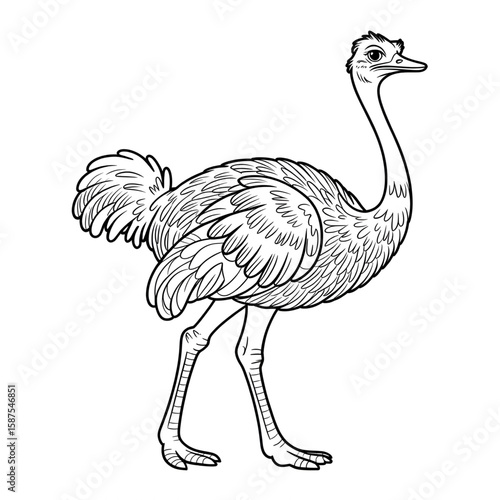 A black and white ostrich illustration line art of a coloring page