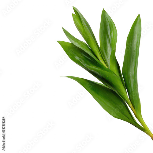 A vibrant green leaf branch against a white isolated background, showcasing the texture and freshness of nature. Perfect for design or botanical themes.