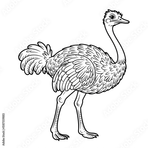 A black and white ostrich illustration line art of a coloring page 