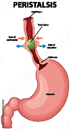 Peristalsis Process in Human Digestive System Illustration