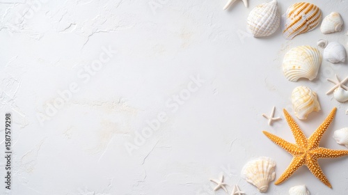 Seashells and starfish arrangement on light background