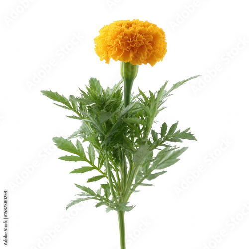 Vibrant marigold flower with lush green leaves, isolated on a white background, showcasing the beauty of floral nature.