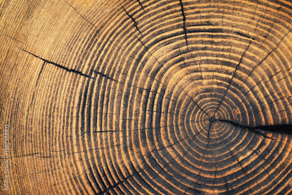 old wood texture with annual rings and cracks. wooden background old wood texture with annual rings and cracks. wooden background