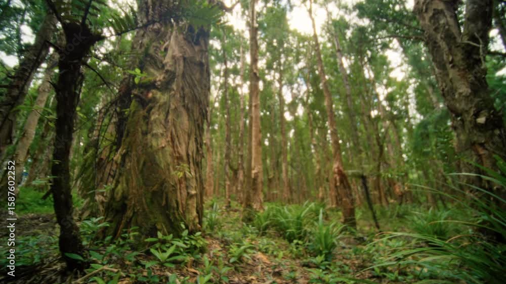 Enjoy stunning forest views with towering trees and vibrant green ferns surrounding you Enjoy stunning forest views with towering trees and vibrant green ferns surrounding you