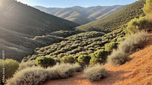 Golden‑Hour Olive Grove Stretching Across Rolling Hills