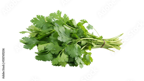 Photography cilantro bunch isolated on transparent background PNG