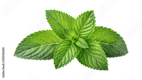 Photography fresh mint leaves herb isolated on transparent background PNG