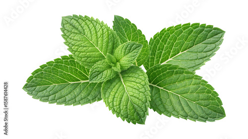 mint leaves garden fresh green herb isolated transparent background PNG