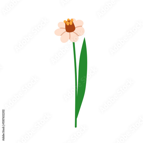 Zinnia, spring flower blossom. Gentle delicate bloom, summer garden floral pl...
