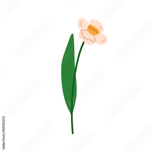 Daffodil flower blossom. Garden floral plant, narcissus blooming branch, deli...