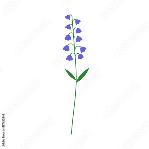 Bluebell floral branch with bellflower blooms, subtle gentle stem. Delicate wildflower, bell flower blossoms on thin sprig with leaf. Campanula. Flat vector illustration isolated on white background