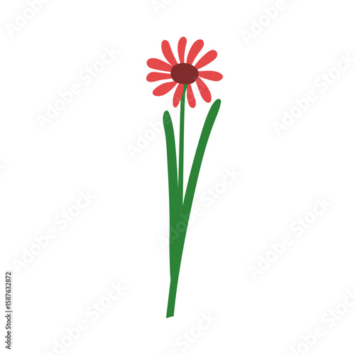 Floral branch, echinacea bloom. Delicate gentle field flower, stem, leaves. H...
