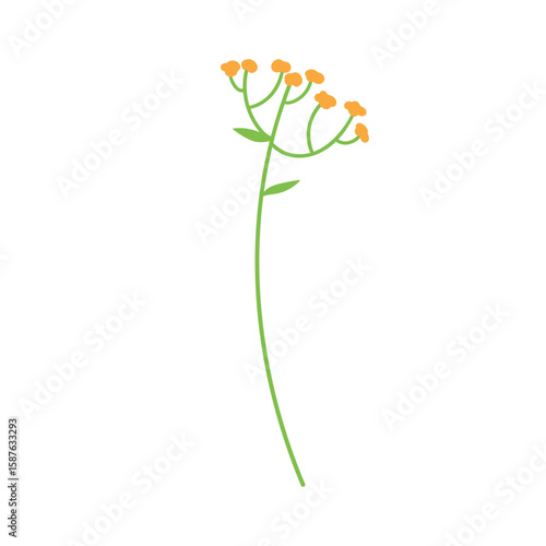 Tansy flower branch. Delicate wildflower sprig, thin stem. Field floral bloom...