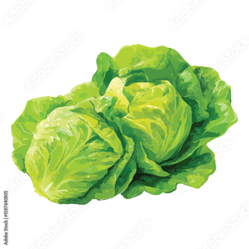 Cabbage, isolated watercolor illustration