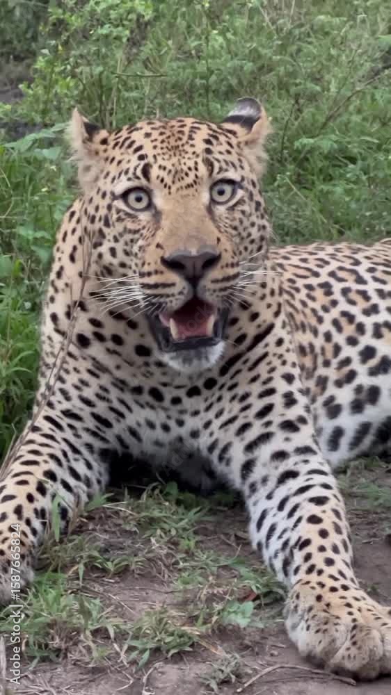 leopard in the tree leopard in the tree