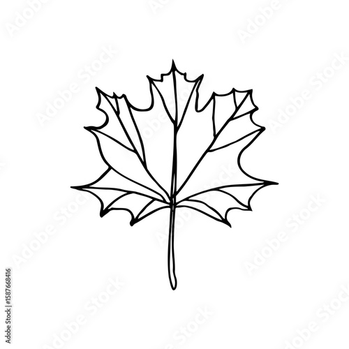 maple leaf close up - hand drawn line art