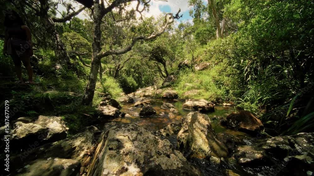 A Serene Stream gracefully flowing through a Lush Green Forest, enveloped in tranquility A Serene Stream gracefully flowing through a Lush Green Forest, enveloped in tranquility