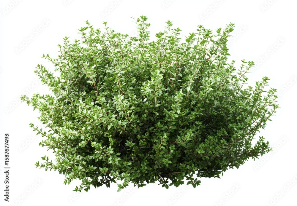 Fototapeta premium Dense cluster of vibrant green foliage