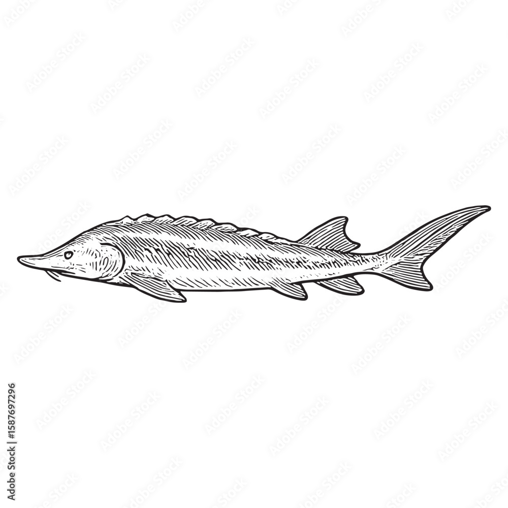Fototapeta premium Vintage Sturgeon Fish Illustration - Black and White Hand-Drawn Aquatic Art for Decor