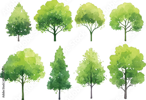 Green set of trees with leaves and branches in a natural forest environment during spring and summer seasons