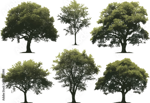 Oak tree isolated on white background with green leaves and branches in natural outdoor setting