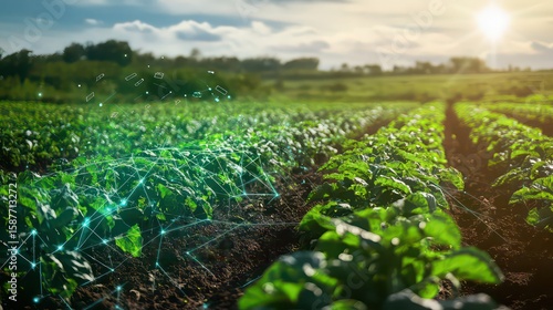 Rows of green crops in a field with a digital network overlay and a bright sun in the background