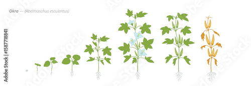 Growth stages of okra from seeds to dried tops