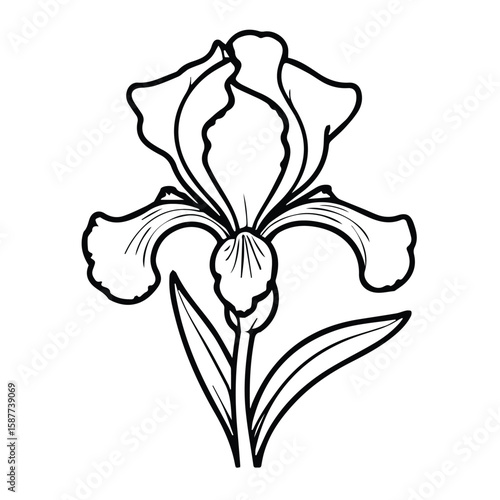 Iris flower illustration in black and white line art style. Detailed botanical drawing of an iris bloom with leaf detailing against a plain white background.