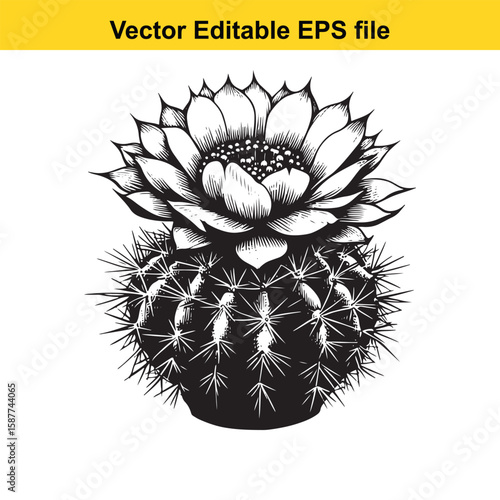 A blooming cactus with intricate petals isolated on white