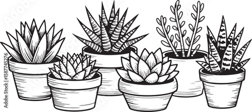 Black and white illustration of potted succulents and leafy plants succulent plants potted plants