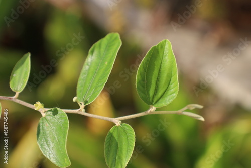 Wallpaper Mural Fresh green leaves on a tree branch, isolated for a closeup of nature's vibrant spring growth and summer foliage Torontodigital.ca