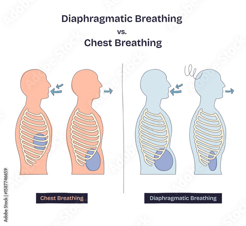 Diaphragmatic breathing vs. chest breathing shows airflow, ribcage, and diaphragm movement for each method. Doodle style diagram