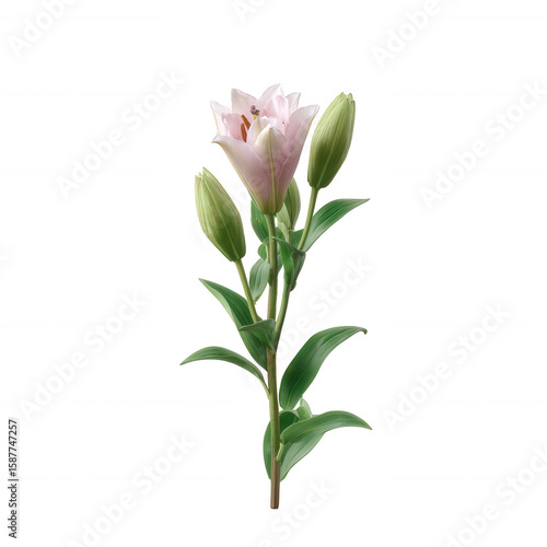 Beautiful pink lily flower on a white isolated background, showcasing delicate petals and fresh green leaves.