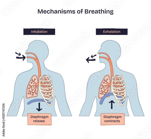 Mechanisms of breathing shows inhalation and exhalation with arrows, lungs, and diaphragm labeled. Doodle style diagram