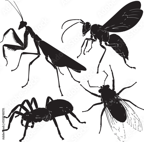 Praying mantis wasp spider fly silhouettes insects