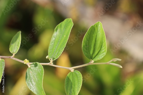 Wallpaper Mural Fresh green leaves on a tree branch, isolated for a closeup of nature's vibrant spring growth and summer foliage Torontodigital.ca