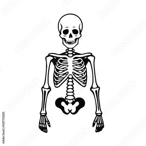 Human skeleton illustration in a neutral color scheme. Detailed anatomical representation of the skeletal system against a plain white background.