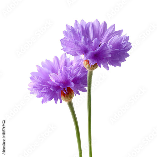 Two beautiful purple flowers with delicate petals and green stems, set against a white isolate background. Perfect for nature-themed designs and botanical illustrations.