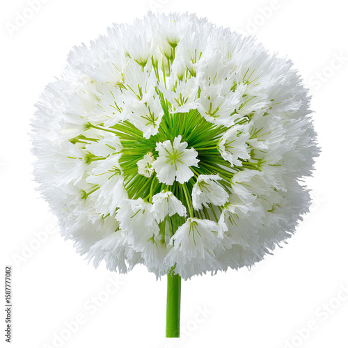 Puffy puffiness with circles and look concept. A vibrant white flower showcasing intricate details and beauty.