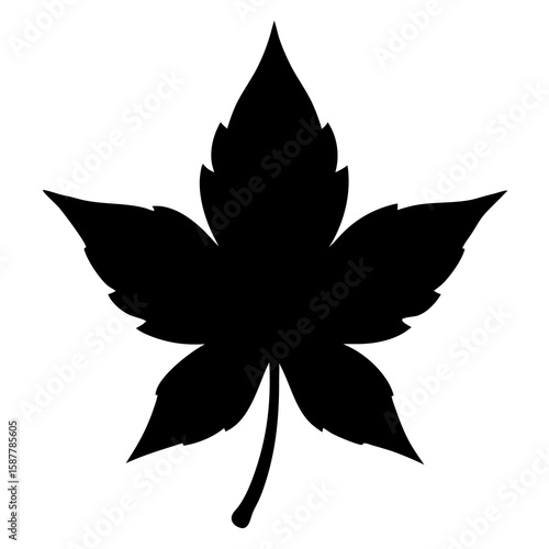 Liquidambar Styraciflua Tree Leaves  Vector Silhouette Isolate White Background